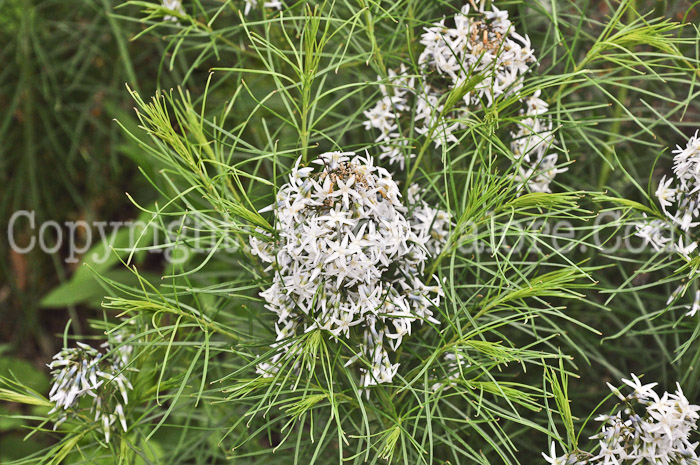 PGC-P-Amsonia-hubrichtii-aka-Arkansas-Blue-Star-1