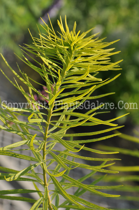 PGC-P-Amsonia-hubrichtii-aka-Arkansas-Blue-Star-2