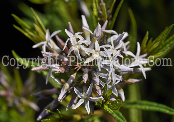 PGC-P-Amsonia-hubrichtii-aka-Arkansas-Blue-Star-4