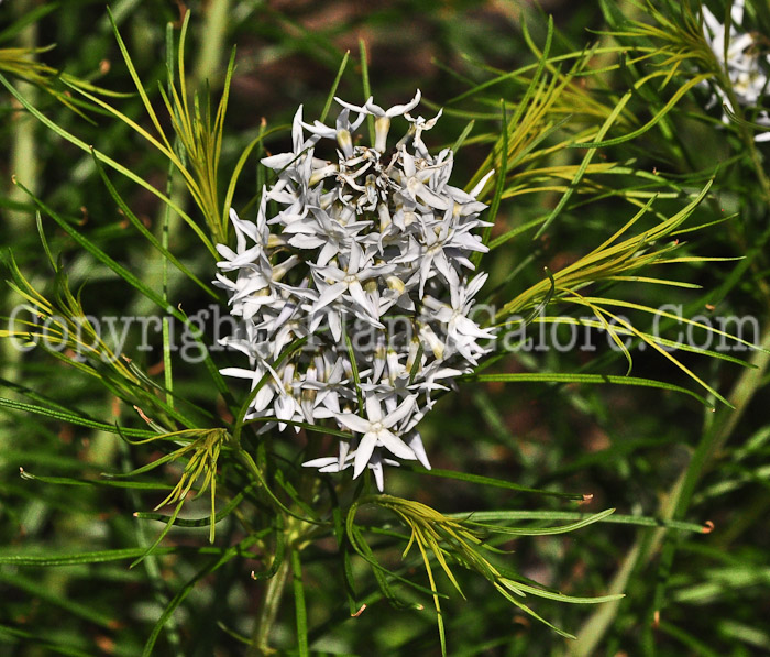 PGC-P-Amsonia-hubrichtii-aka-Blue-Stars-513-1