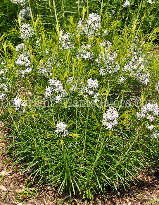 PGC-P-Amsonia-hubrichtii-aka-Blue-Stars-513-2