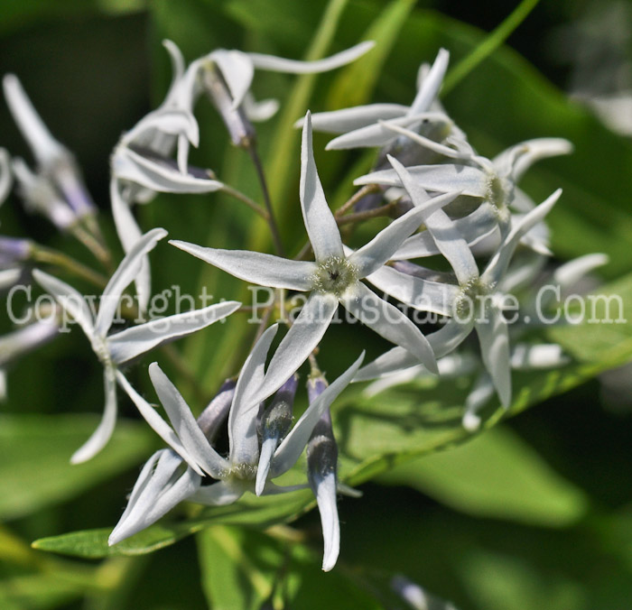 PGC-P-Amsonia-tabemaemontana-aka-Willow-Amsonia-1