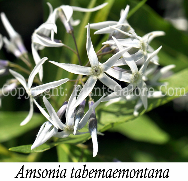 PGC-P-Amsonia-tabemaemontana-aka-Willow-Amsonia-2