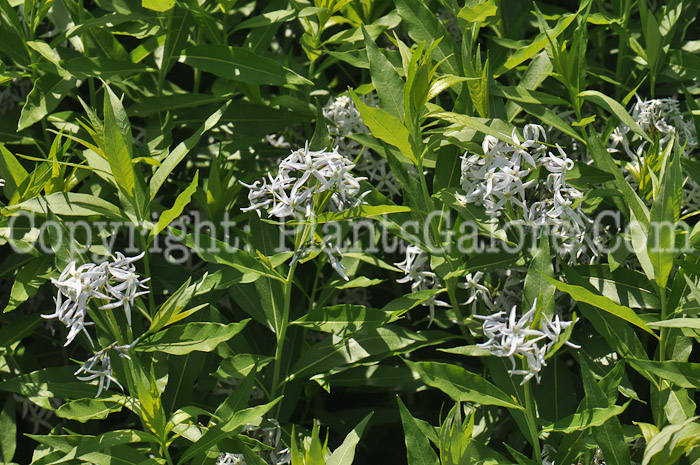 PGC-P-Amsonia-tabemaemontana-aka-Willow-Amsonia-4