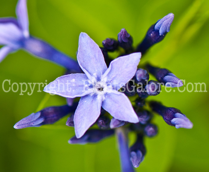 PGC-P-Amsonia-tabernaemontana-Blue-Ice-aka-Dwarf-Blue-Star-Flower-0514q-1
