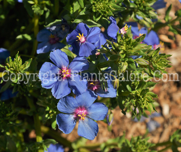 PGC-P-Anagallis-monellii-aka-Blue-Pimpernel-1