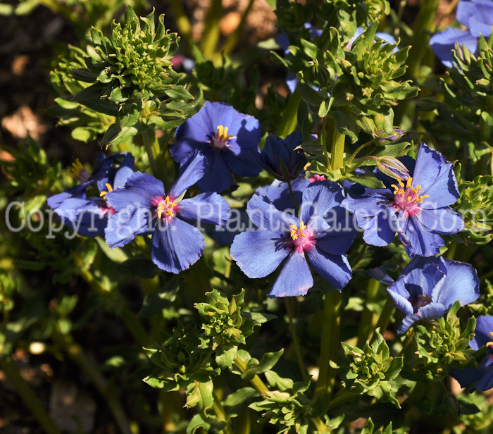 PGC-P-Anagallis-monellii-aka-Blue-Pimpernel-2