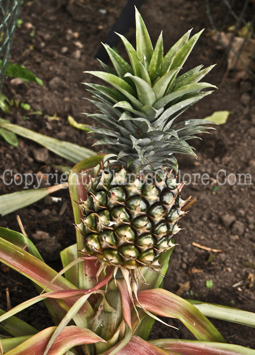 PGC-P-Ananas-comosus-05-12-9-1