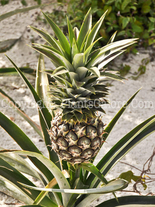 PGC-P-Ananas-comosus-aka-Pineapple-4