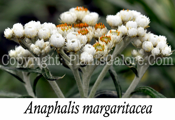 PGC-P-Anaphalis-margaritacea-aka-Pearly-Everlasting-1-Edit