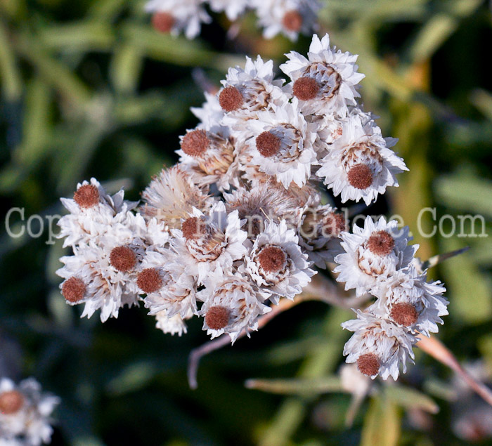 PGC-P-Anaphalis-margaritacea-aka-Pearly-Everlasting-3