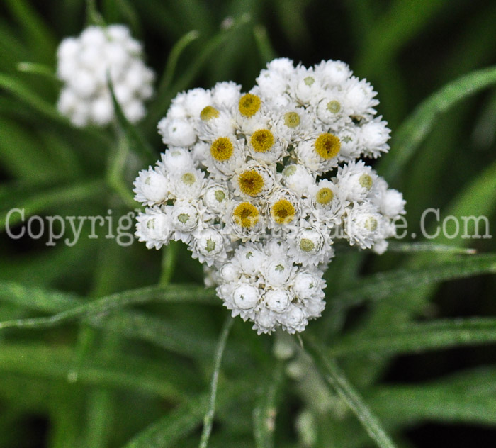 PGC-P-Anaphalis-margaritacea-aka-Pearly-Everlasting-813-1