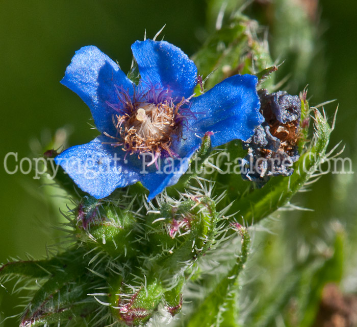 PGC-A-Anchusa-arvensis-aka-Small-Bugloss-913g-4