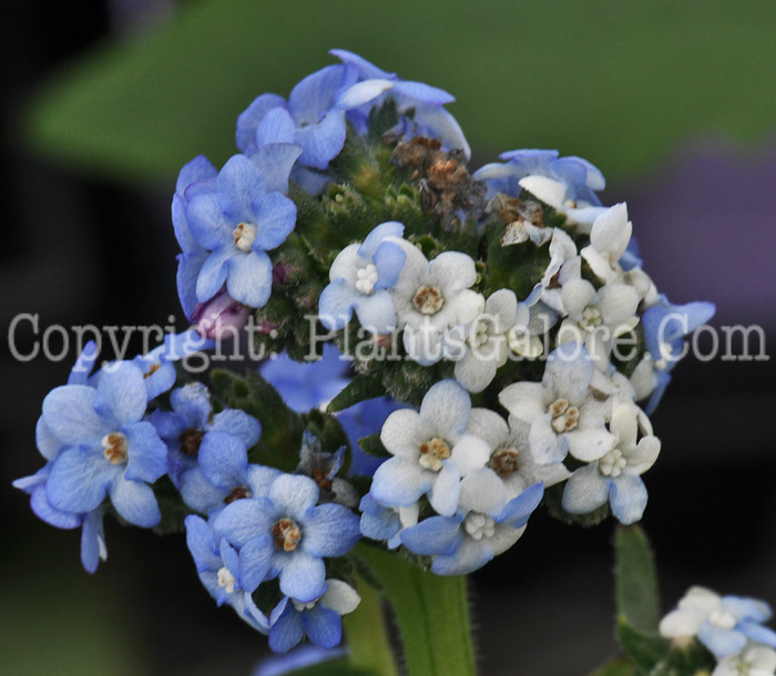 PGC-P-Anchusa-Blue-Angel-aka-Bugloss-1