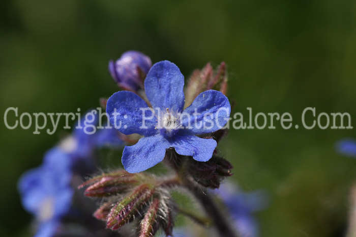 PGC-P-Anchusa-arvensis-aka-Small-Bugloss-1