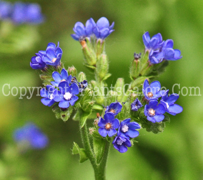 PGC-P-Anchusa-arvensis-aka-Small-Bugloss-513-3