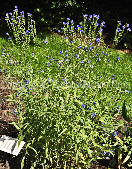 PGC-P-Anchusa-arvensis-aka-Small-Bugloss-813-2