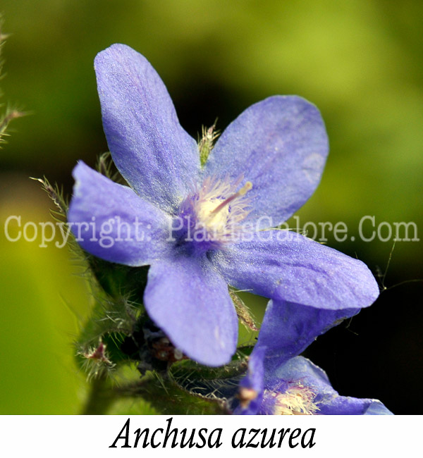 PGC-P-Anchusa-azurea-aka-Large-Blue-Alkanet-1