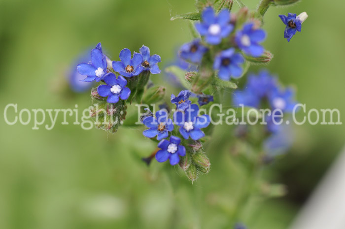 PGC-P-Anchusa-officinalis-aka-Bugloss-01