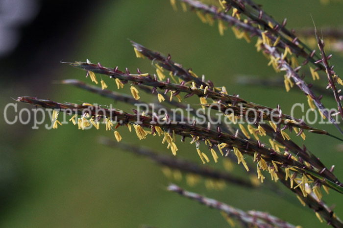 PGC-G-Andropogon-geraldi-aka-Big-Bluestem-1