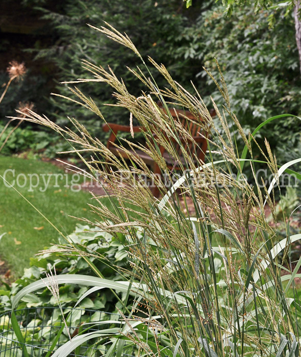 PGC-G-Andropogon-geraldi-aka-Big-Bluestem-7