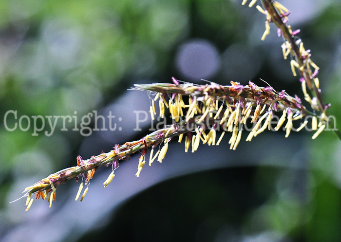 PGC-G-Andropogon-gerardii-aka-Big-Bluestem-713-4