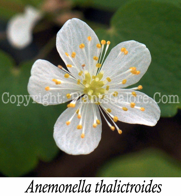 PGC-P-Anemonella-thalictroides-aka-Rue-Anemone-1