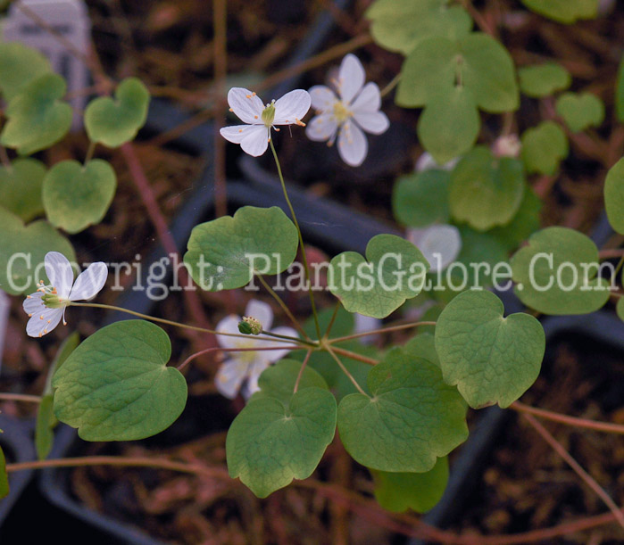 PGC-P-Anemonella-thalictroides-aka-Rue-Anemone-4