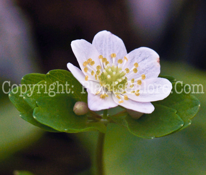 PGC-P-Anemonella-thalictroides-aka-Rue-Anemone-5