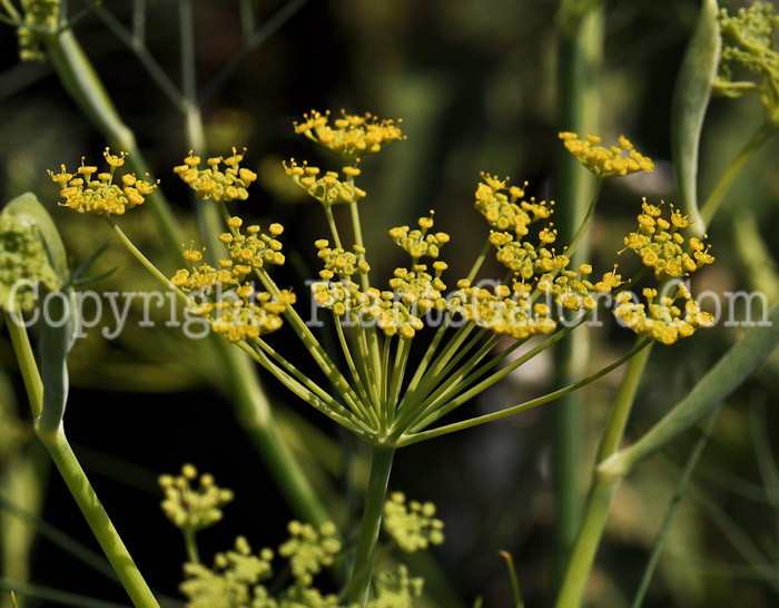 PGC-A-Anethum-graveolens-Vulgare-aka-Dill-02