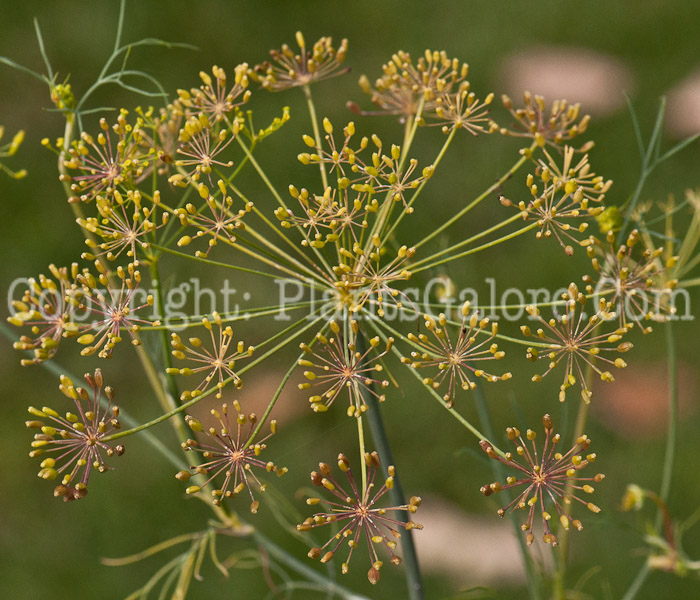 PGC-A-Anethum-graveolens-aka-Dill-1013w-2