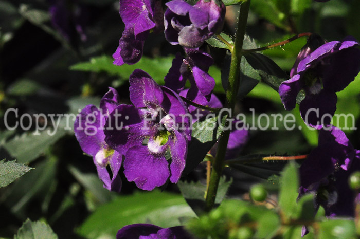 PGC-A-Angelonia-Angelface-Purple-1