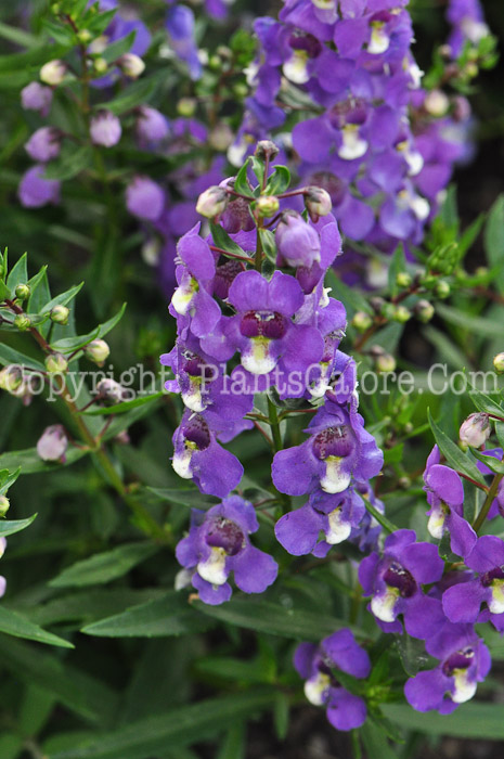 PGC-A-Angelonia-Blue-series-Sungelonia-813-1