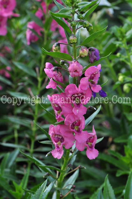 PGC-A-Angelonia-Pink-series-Sungelonia-813-1