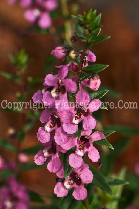 PGC-A-Angelonia-Sungelonia-Deep-Pink-2012-1