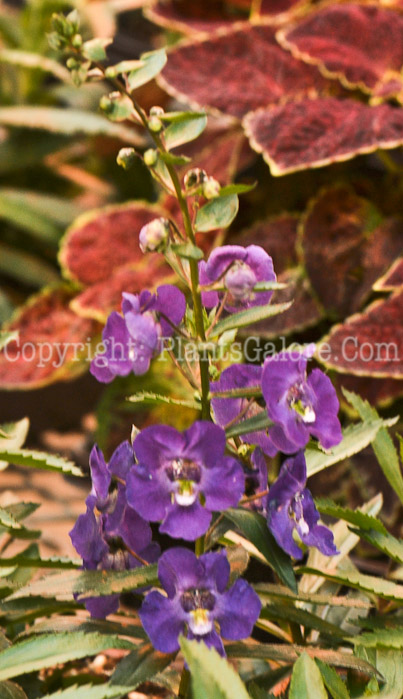 PGC-A-Angelonia-angustifolia-Angelface-2011-05-003