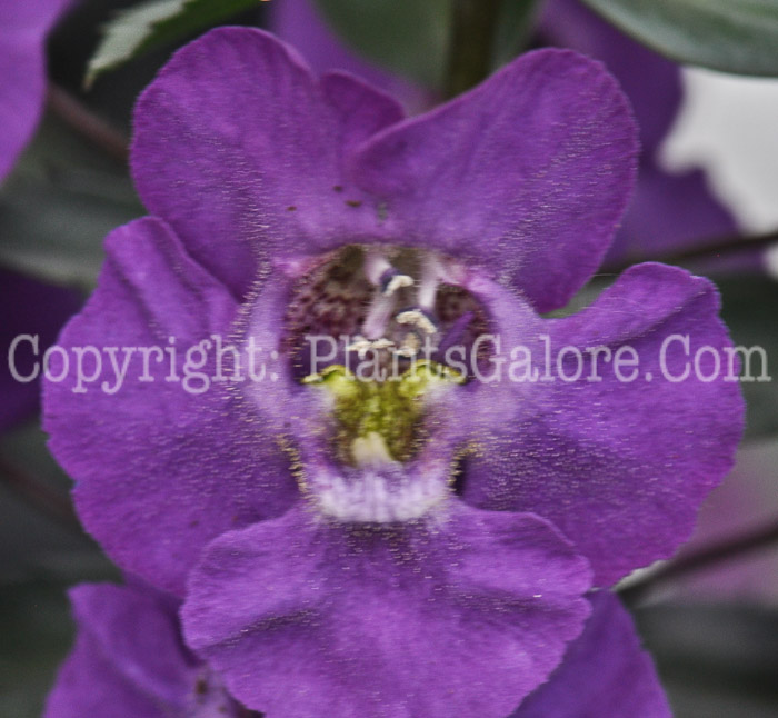 PGC-A-Angelonia-angustifolia-Angelface-Blue-05-2012-1