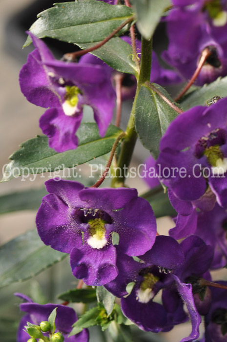 PGC-A-Angelonia-angustifolia-Angelface-Blue-09-2010-001