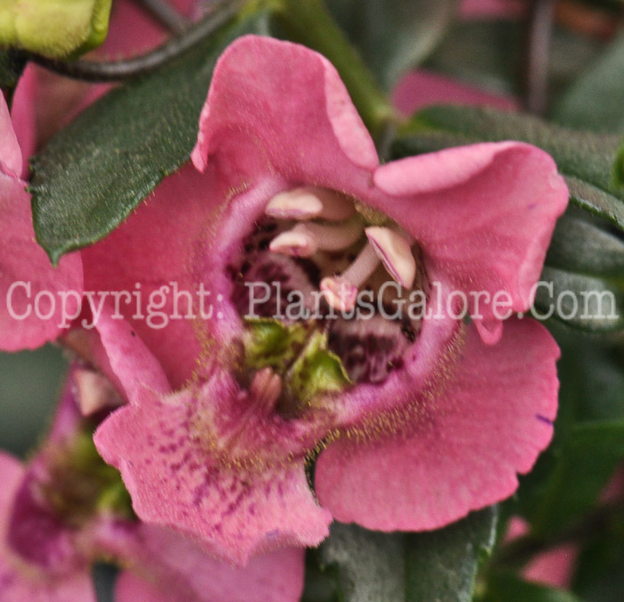 PGC-A-Angelonia-angustifolia-Angelface-Pink-1