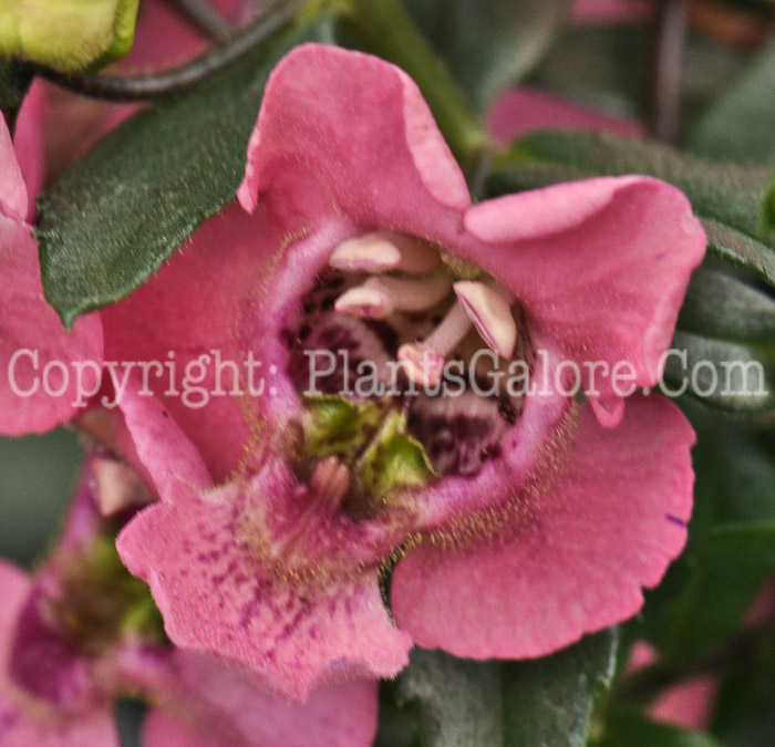 PGC-A-Angelonia-angustifolia-Angelface-Pink-1