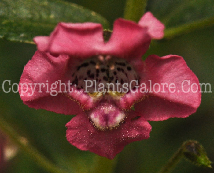 PGC-A-Angelonia-angustifolia-Angelface-Pink-3