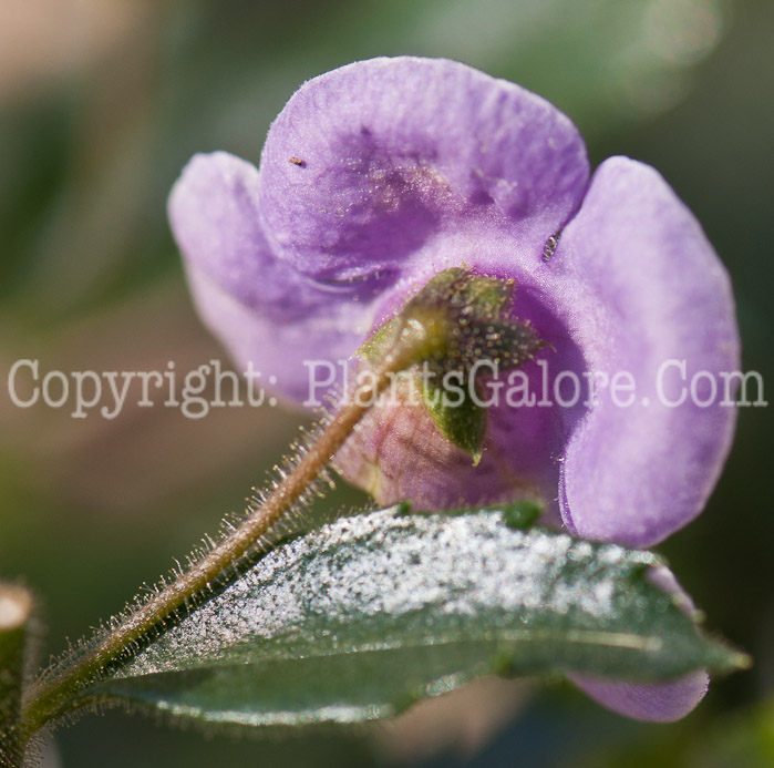 PGC-A-Angelonia-angustifolia-Dresden-Blue-0514-1