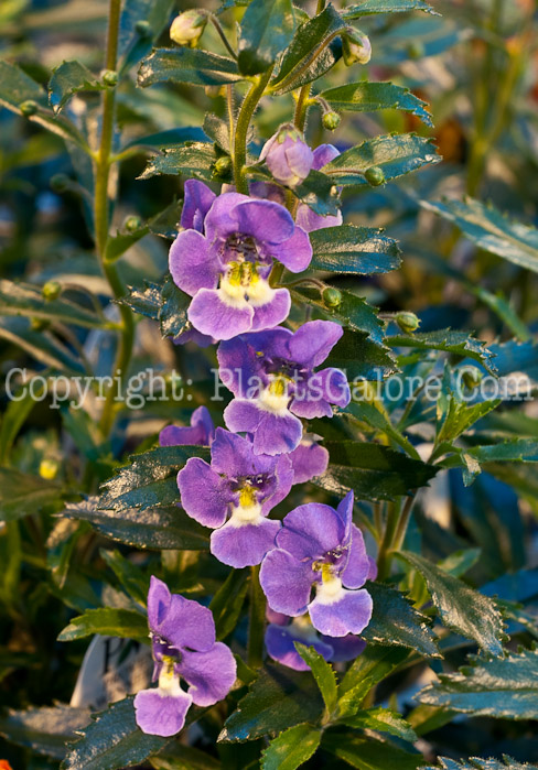 PGC-A-Angelonia-angustifolia-Dresden-Blue-0514-1-1