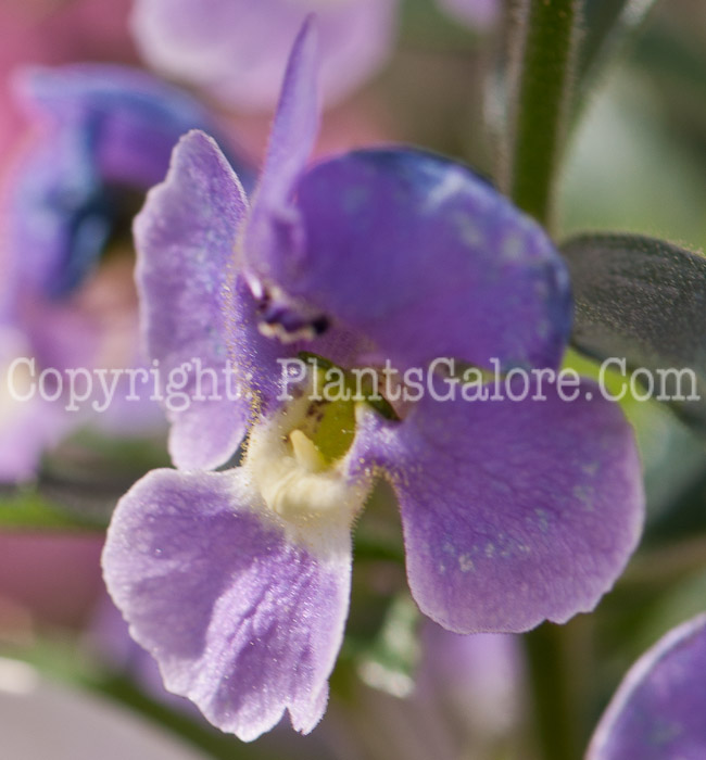 PGC-A-Angelonia-angustifolia-Dresden-Blue-0514-2