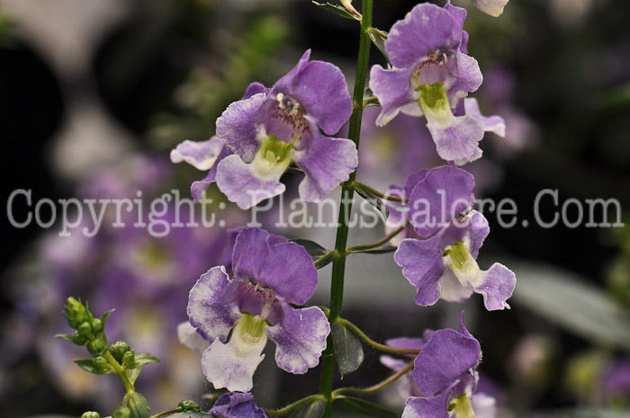 PGC-A-Angelonia-angustifolia-Wedgwood-Blue-05-12-1