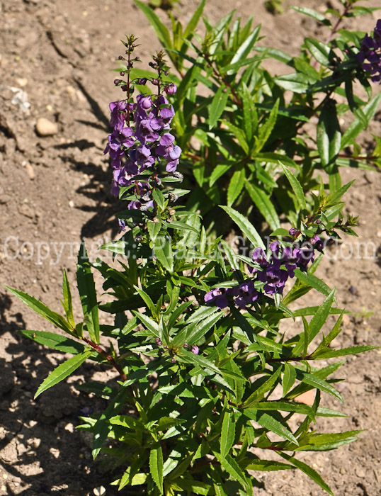 PGC-A-Angelonia-serena-009-2010-001