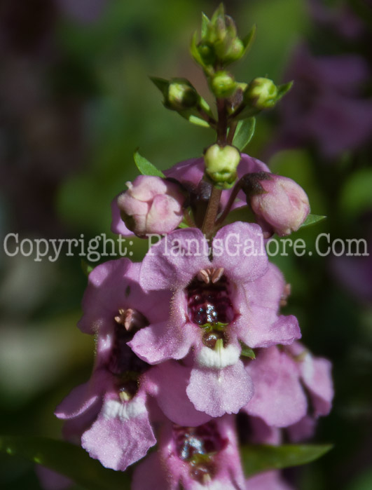 PGC-A-Angelonia-serenita-Pink-0614-2