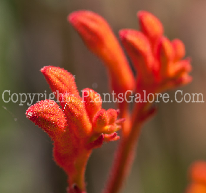 PGC-P-Anigozanthos-Tequila-Sunrise-0514c-2