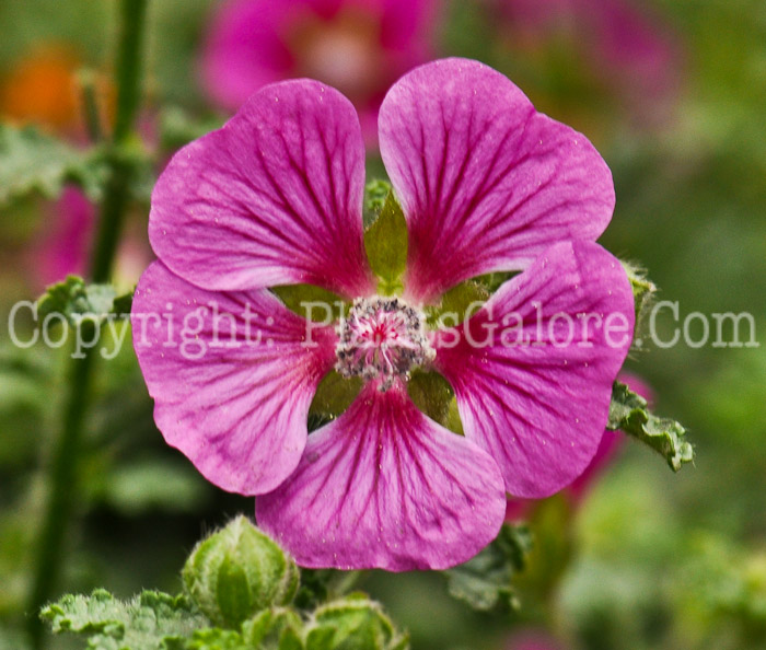 PGC-P-Anisodontea-elegance-05-2012-2