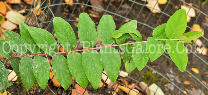 PGC-V-Anredera-cordifolia-aka-Mignonette-Vine-1-1-1